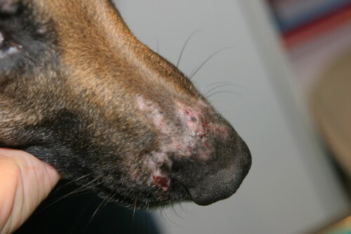 Verschillende dermatosen