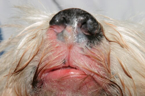 Les dermatoses du planum nasal du chien
