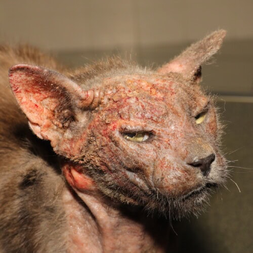 Eine Serie von drei Fällen feline sarkoptischer Räude in Polen