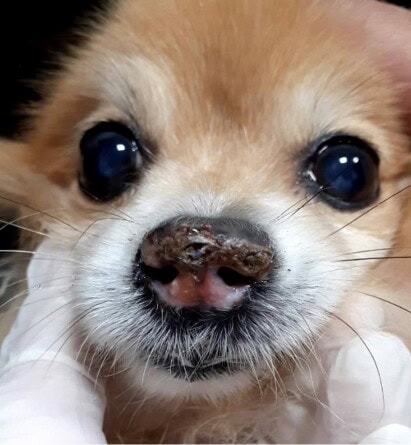 Utilisation de l'oclacitinib, hors AMM, dans un cas de pemphigus foliacé canin