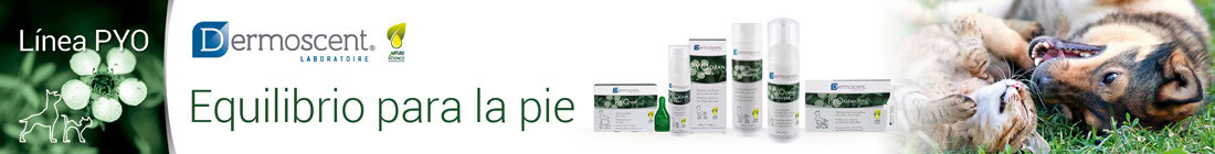 Dermatitis por Malassezia en gatos