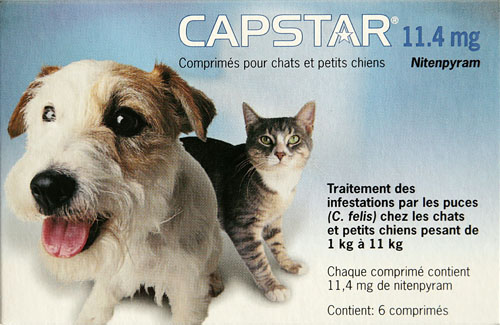CAPSTAR CHAT