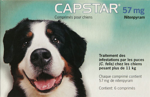 CAPSTAR CHIEN