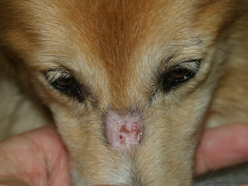 Update over Honden Dermatomyositis