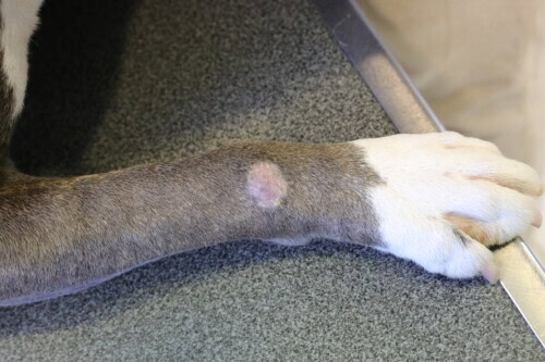 Hond ringworm: symptomen en effectieve behandelingen voor je huisdier
