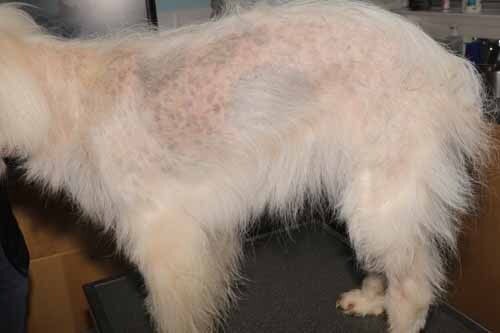 Approche diagnostique des alopécies non prurigineuses canines