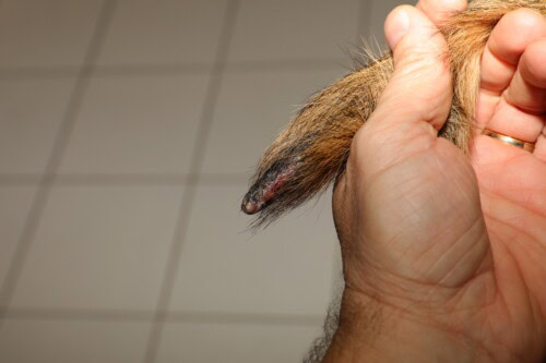 Update over Honden Dermatomyositis