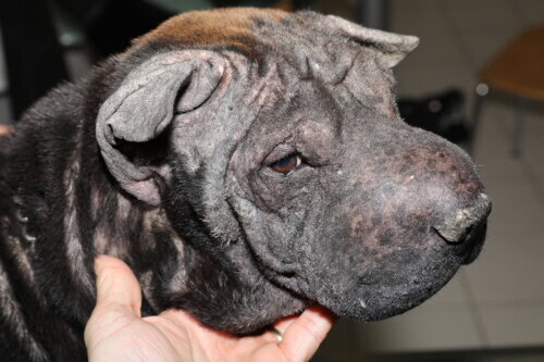 dermatite atopique canine