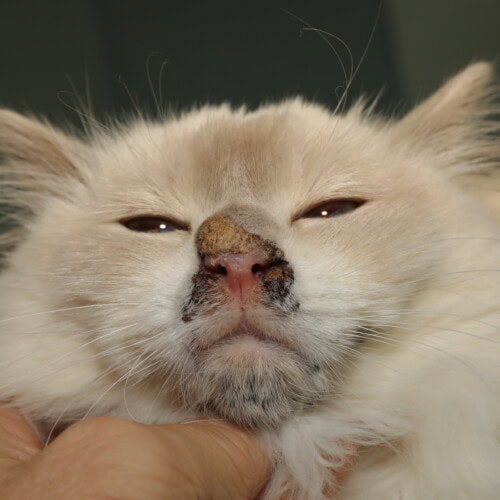 Approche diagnostique des dermatoses faciales érosives et croûteuses chez le chat