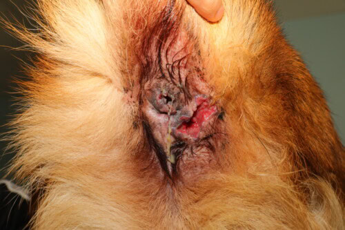Les Fistules Périanales chez le Chien
