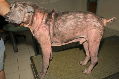 Continuing Education and Information in Veterinary Dermatology