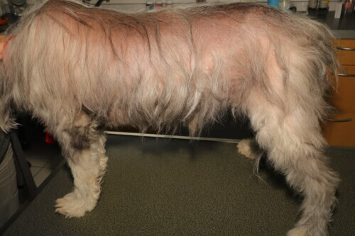 Haaruitval bij honden: Oorzaken, symptomen en effectieve oplossingen