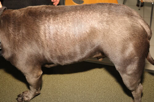 Haaruitval bij honden: Oorzaken, symptomen en effectieve oplossingen