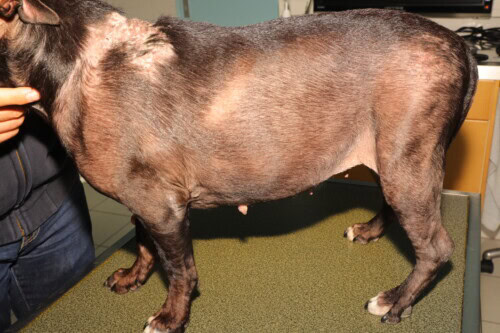 Haaruitval bij honden: Oorzaken, symptomen en effectieve oplossingen