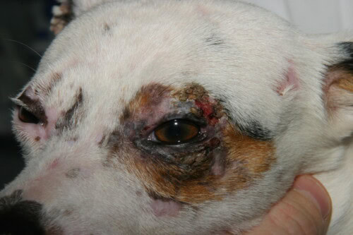 Update over Honden Dermatomyositis