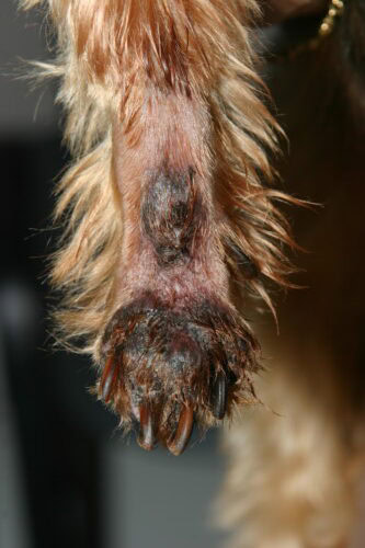 Waarom zou mijn hond likken aan poten?