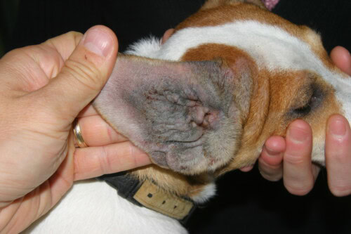 Allergie alimentaire chez un Jack Russel