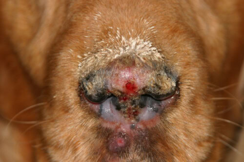 Les dermatoses du planum nasal chez le chien