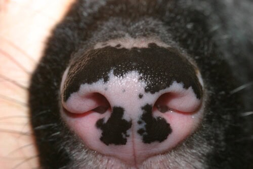 Les dermatoses du planum nasal chez le chien