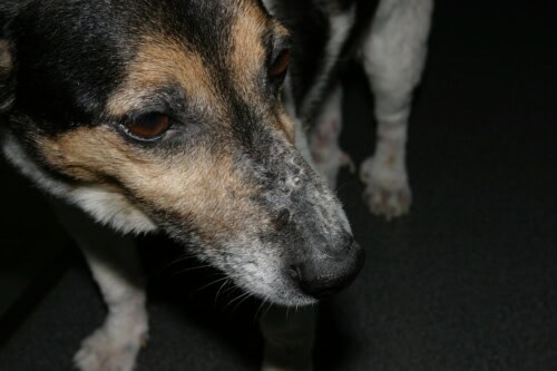 Hond ringworm: symptomen en effectieve behandelingen voor je huisdier