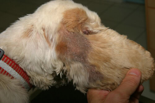 Schurft bij hond: Symptomen, Oorzaken en Effectieve Behandelingen