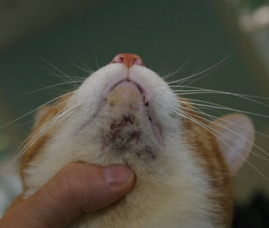 Approche diagnostique des dermatoses faciales érosives et croûteuses chez le chat