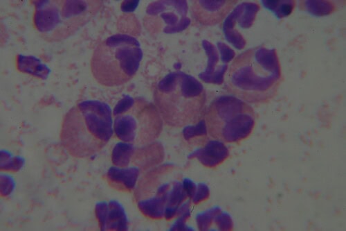 Eosinofiel granuloom kat: Oorzaken, symptomen en behandelingen