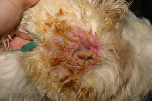 Approche Diagnostique et Thérapeutique des Pyodermites et Otites à Pseudomonas aeruginosa chez le Chien