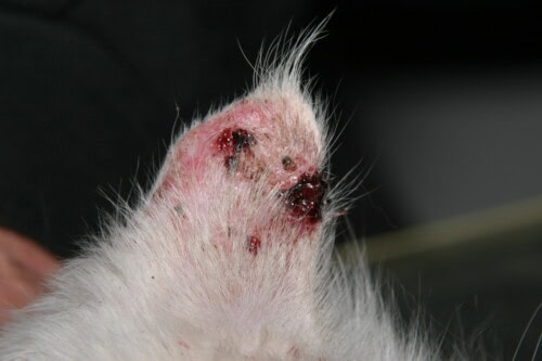 De la kératose actinique au carcinome épidermoide chez le chat