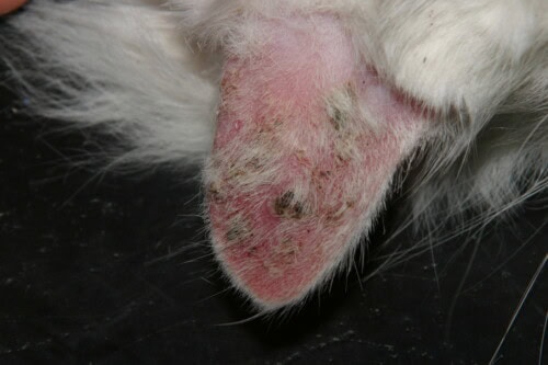 De la kératose actinique au carcinome épidermoide chez le chat