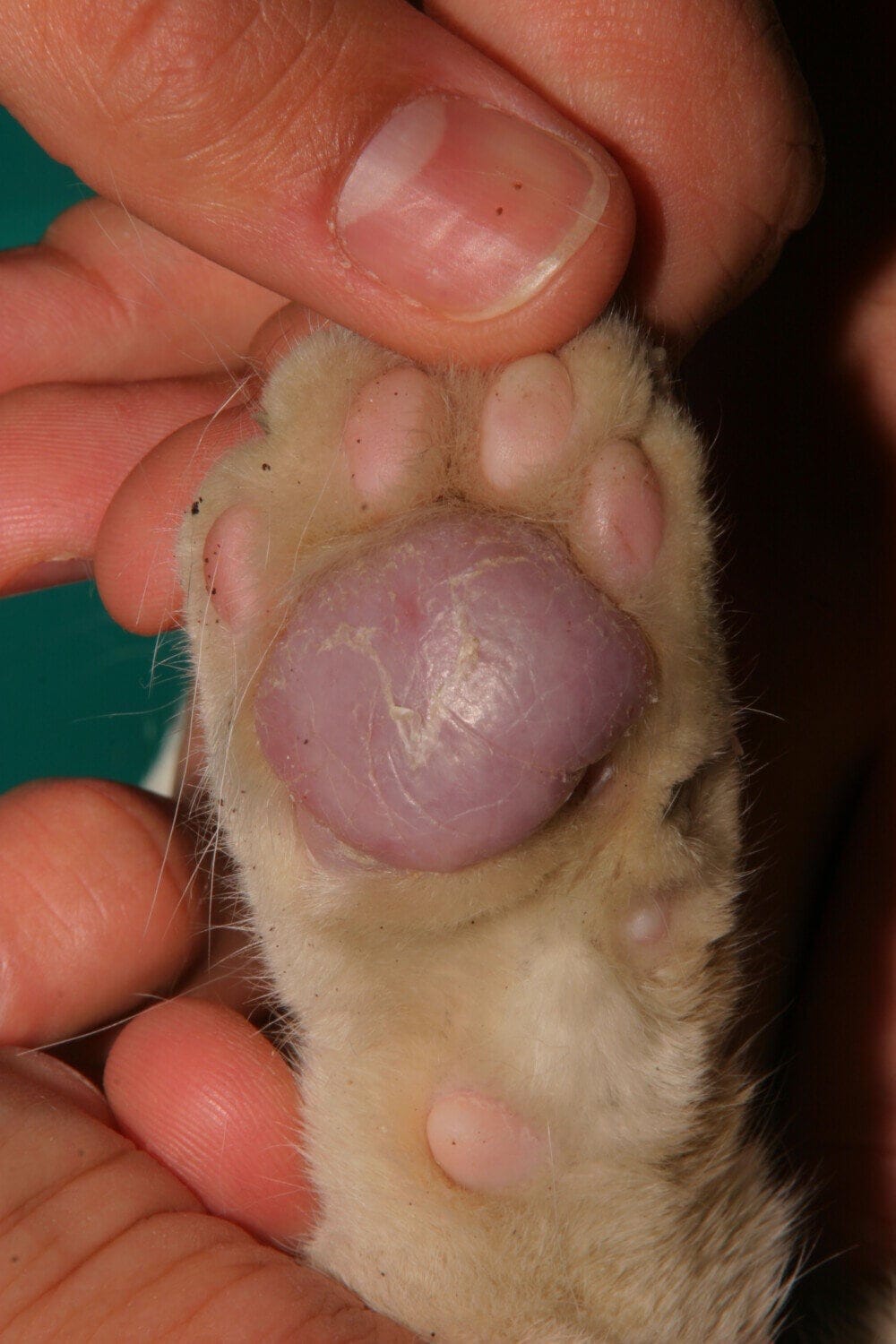 Permanente educatie en informatie over Veterinaire Dermatologie