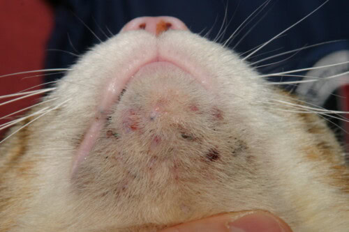 L' Acne Feline : Diagnostic, Traitement et Perspectives Thérapeutiques