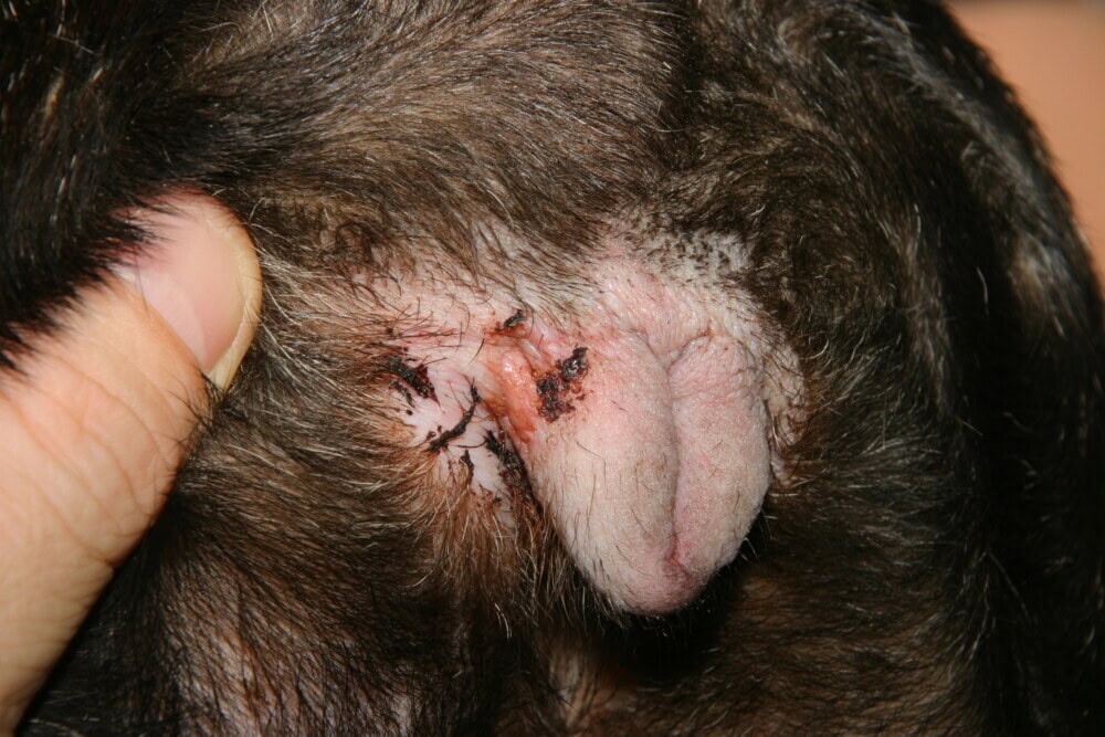 Permanente educatie en informatie over Veterinaire Dermatologie