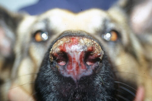 Les dermatoses du planum nasal chez le chien