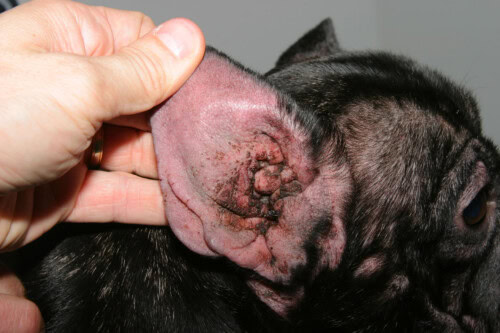 Otite chronique du chien : Impact sur la qualité de vie