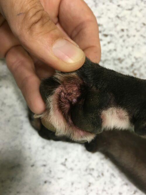Gestion d’un cas de dermatite atopique canine chez un bouledogue français avec l’aliment Virbac Dermatology Support
