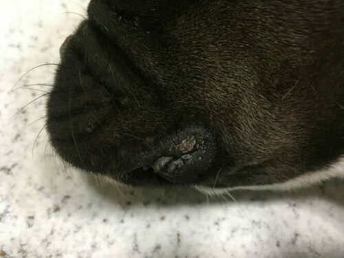 Gestion d’un cas de dermatite atopique canine chez un bouledogue français avec l’aliment Virbac Dermatology Support