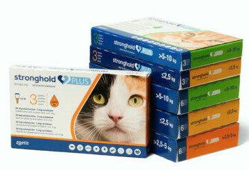 Stronghold plus chat et chaton
