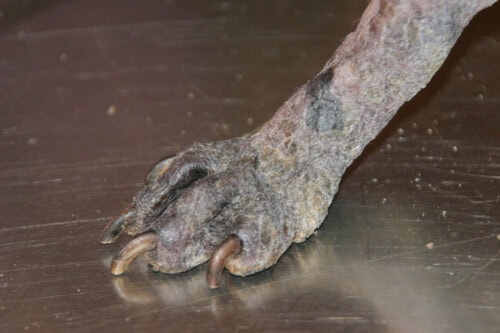 Etude rétrospective sur les dermatophytoses chez les animaux de compagnie au Portugal