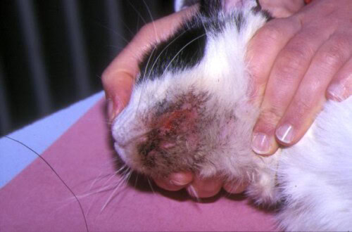 Allergie alimentaire chez un chat