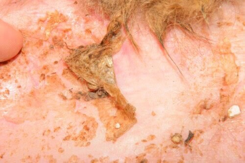 Dermatologia geriatrica del cane e del gatto