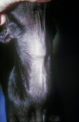 alopecies-canines1