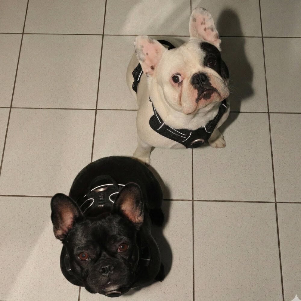 Continuing Education and Information in Veterinary Dermatology