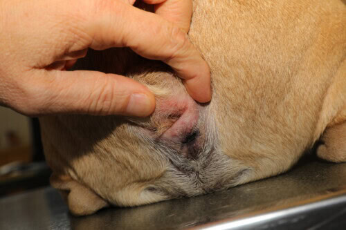 Dermatologia del cane brachicefalo
