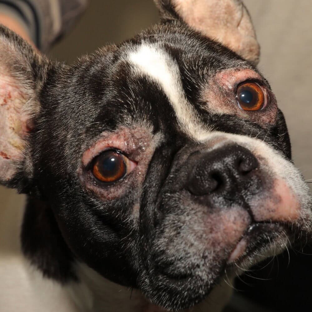 Continuing Education and Information in Veterinary Dermatology