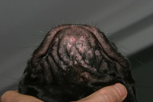 La dermatologia pediatrica del cucciolo e del gattino