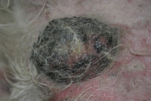 Dermatologia geriatrica del cane e del gatto