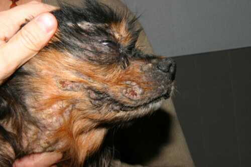 Etude rétrospective sur 28 cas de Dermatose lichénoïde psoriasiforme canine