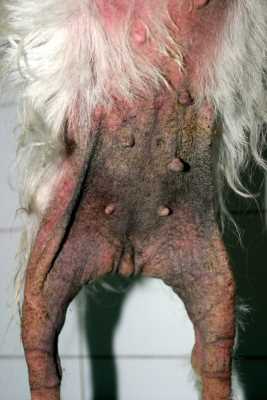 desensibilisation-allergologie-canine1