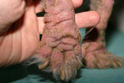 desensibilisation-allergologie-canine2
